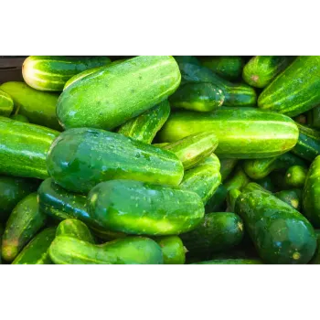 Cucumber  (17)-8827765-61342.webp